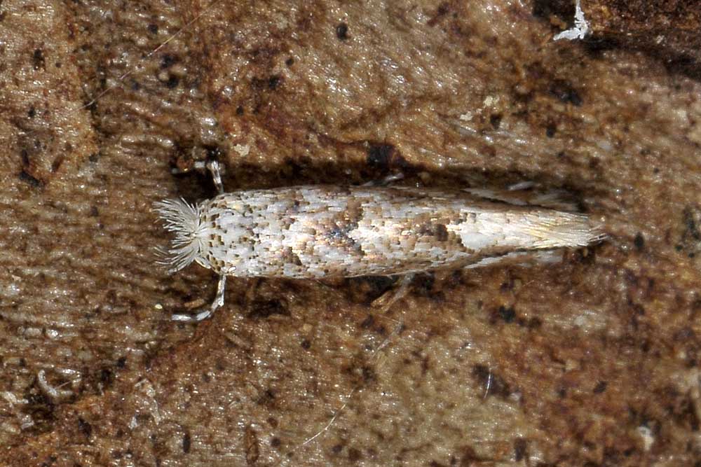 Farfallina sotto corteccia:  Gracillariidae: Phyllonorycter comparella